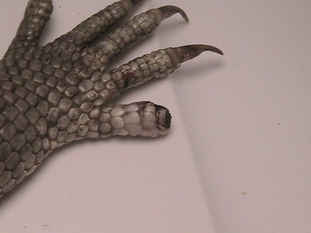 Savannah Monitor Broken Claw