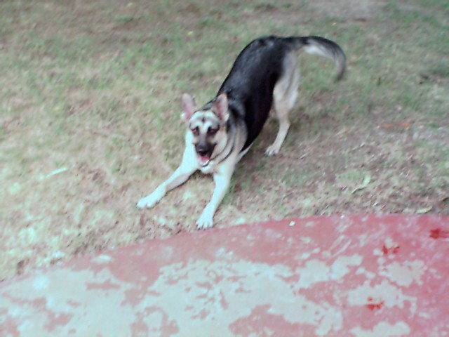 My German Shepherd Angel
