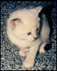 The kitty cat