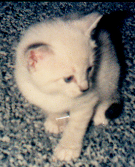 The kitty cat