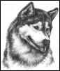 Siberian Husky