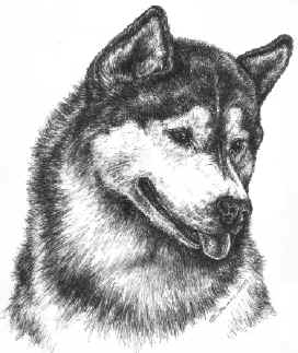 Siberian Husky