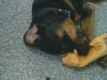 Kaos attacking Mr. Pig