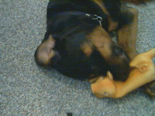Kaos attacking Mr. Pig