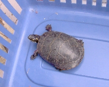 unknown turtle