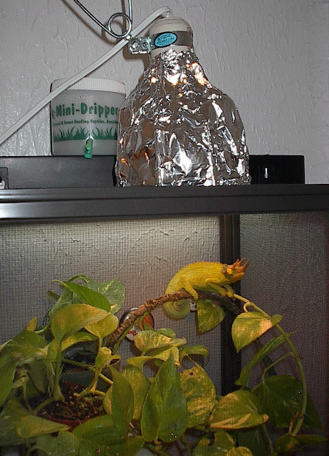 Basking