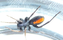 Is this a Black Widow?