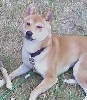 Foxy @ 6 months