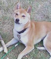 Foxy @ 6 months