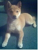 My baby Foxy on July 4th