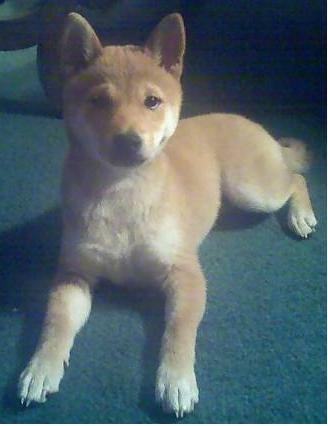 My baby Foxy on July 4th
