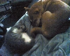 Foxy and Lily