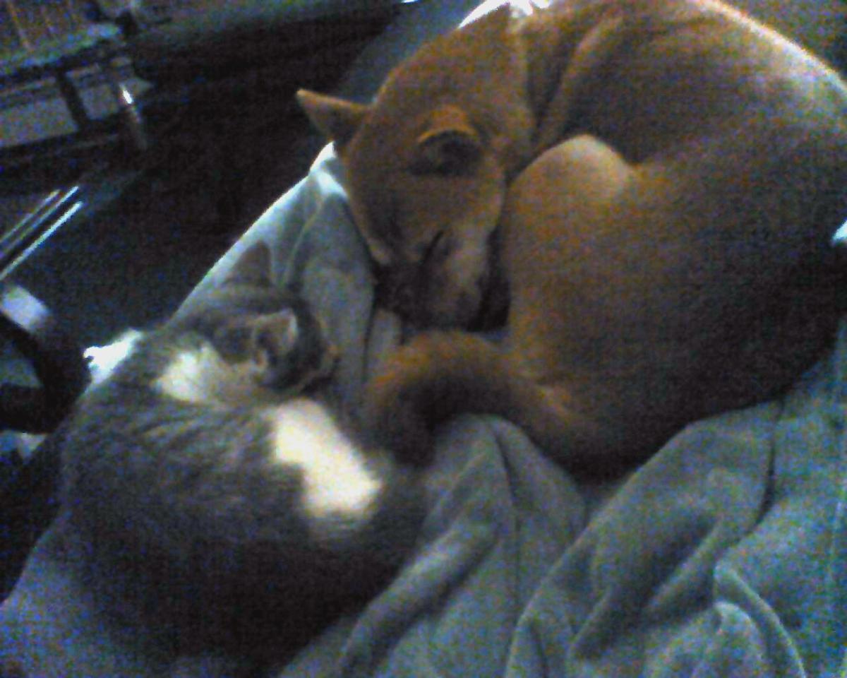 Foxy and Lily