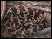 W. Fox Snake