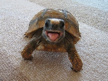 Happy Tort