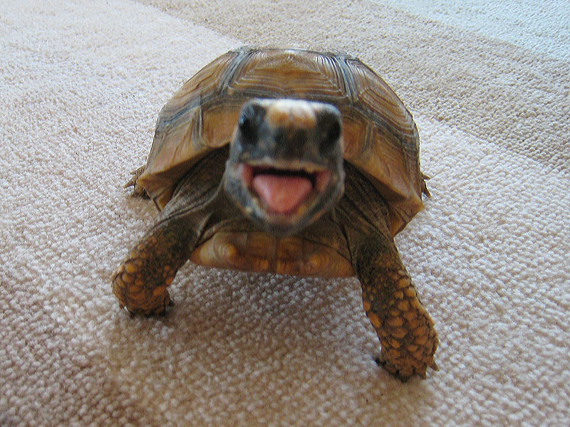 Happy Tort
