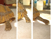 Yellow Foot Locmotion 1