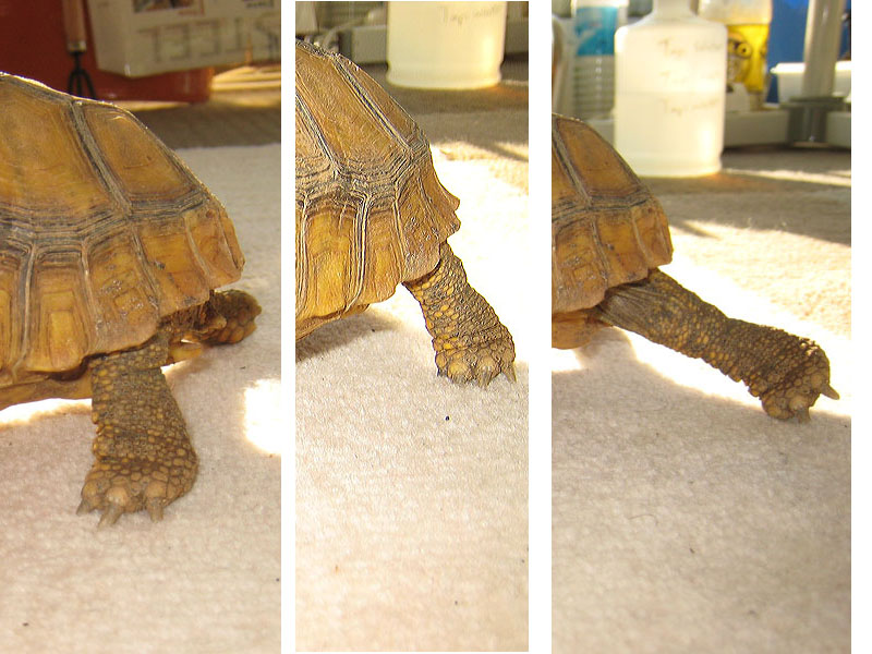 Yellow Foot Locmotion 1