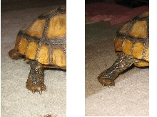 Yellow Foot Locomotion 2