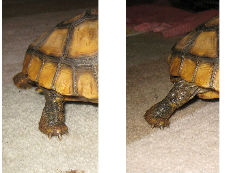 Yellow Foot Locomotion 2