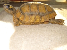 Tortoise Resting