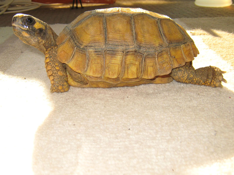 Tortoise Resting