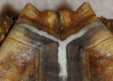 Growth photo 2