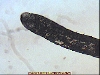 Worm