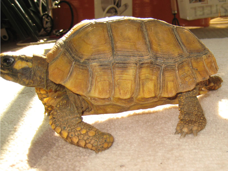 Yellow Foot Locomotion 1,2