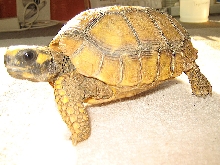 Yellow Foot Locomotion 1,2