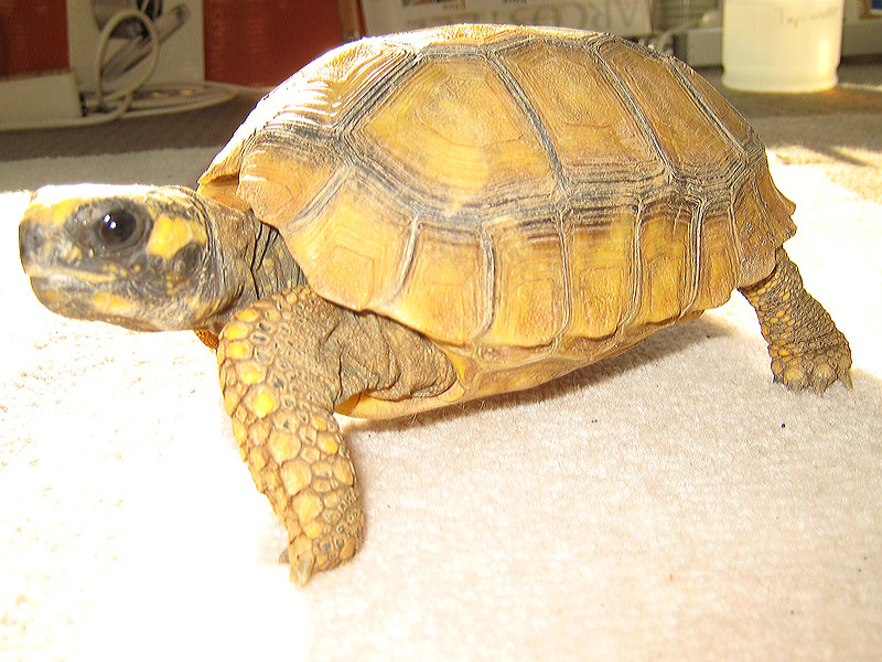Yellow Foot Locomotion 1,2