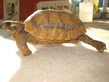 Yellow Foot Locomotion 2,3