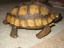Yellow Foot Locomotion 2, 1