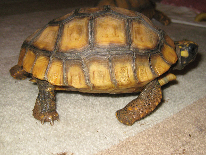 Yellow Foot Locomotion 2, 1
