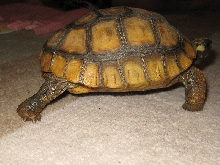 Yellow Foot Locomotion 2,2