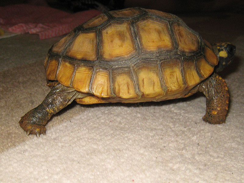 Yellow Foot Locomotion 2,2