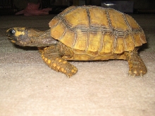 Yellow Foot Locomotion 3,1