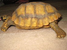 Yellow Foot Locomotion 3,2