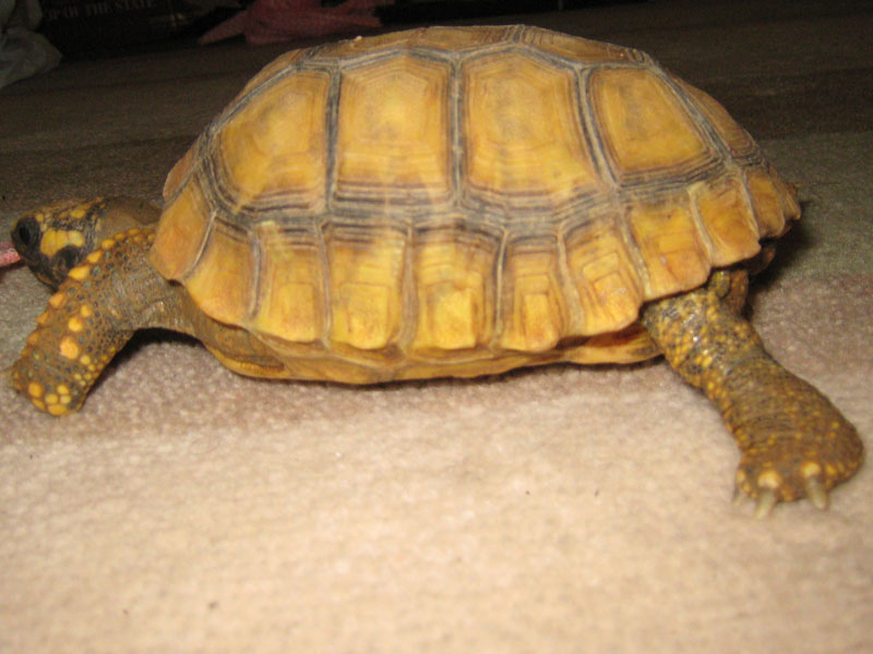 Yellow Foot Locomotion 3,2