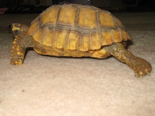 Yellow Foot Locomotion 3,3