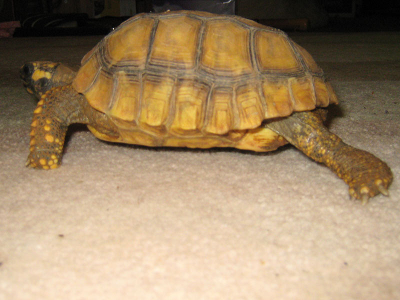 Yellow Foot Locomotion 3,3