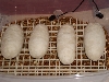BumpyEggs1