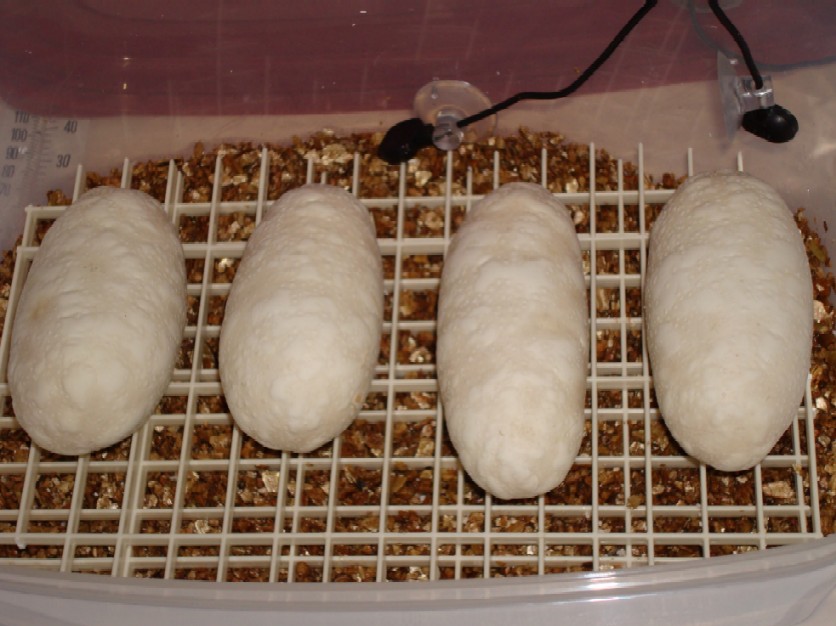 BumpyEggs1