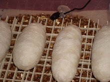BumpyEggs2