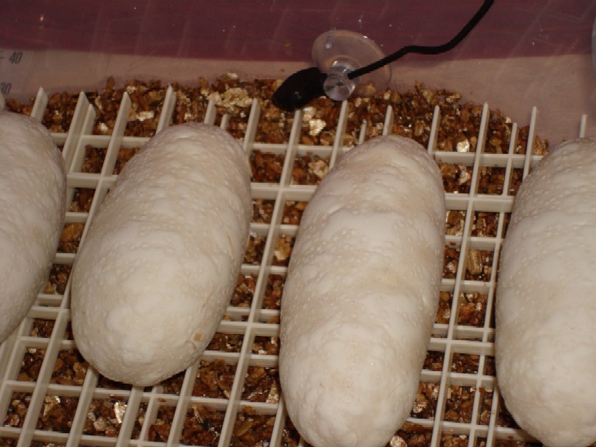 BumpyEggs2