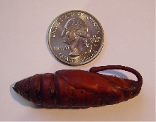 Coccoon found on ground 5/23/07,San Diego area