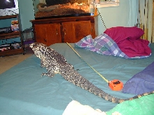 Taz