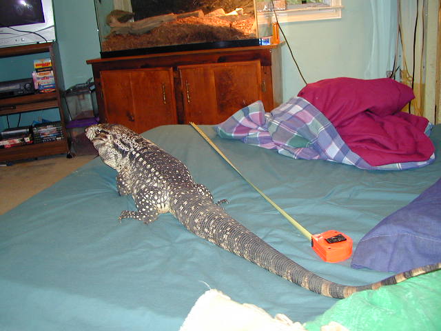 Taz