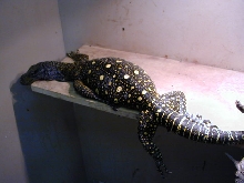 Female Croc