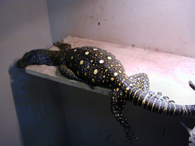 Female Croc